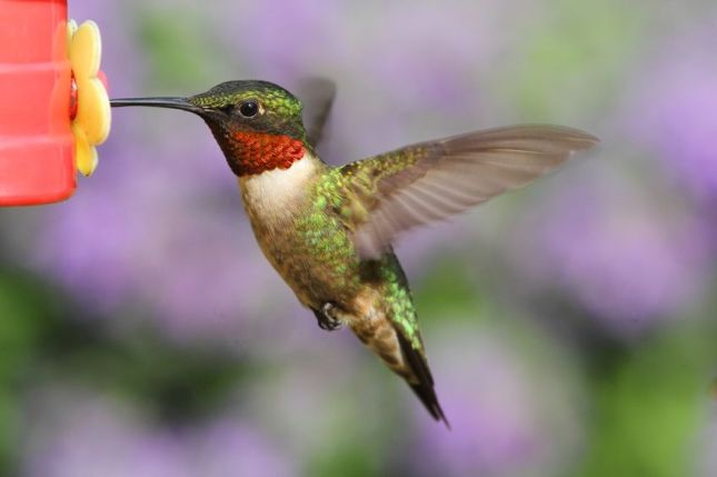 Ruby-throated-Hummingbird-29865977_m.jpg